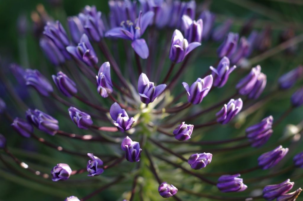 Portugiesische Blume | chilibluetendotcom