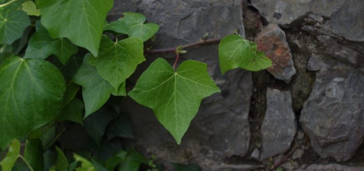 Efeu auf Steinmauer | chilibluetendotcom